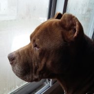 movisanpedro